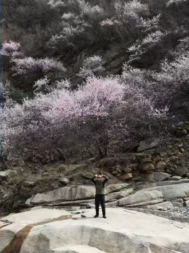 山间溪流旁盛开的春日花树